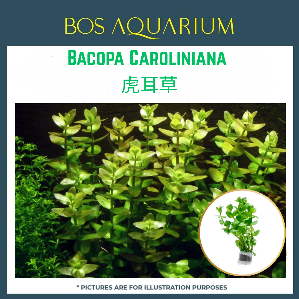 PLANT - Bacopa Caroliniana 虎耳草_0