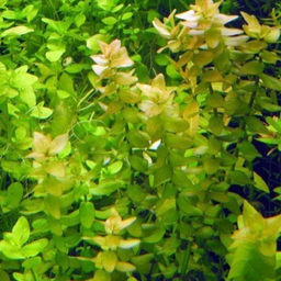 PLANT - Bacopa Caroliniana 虎耳草