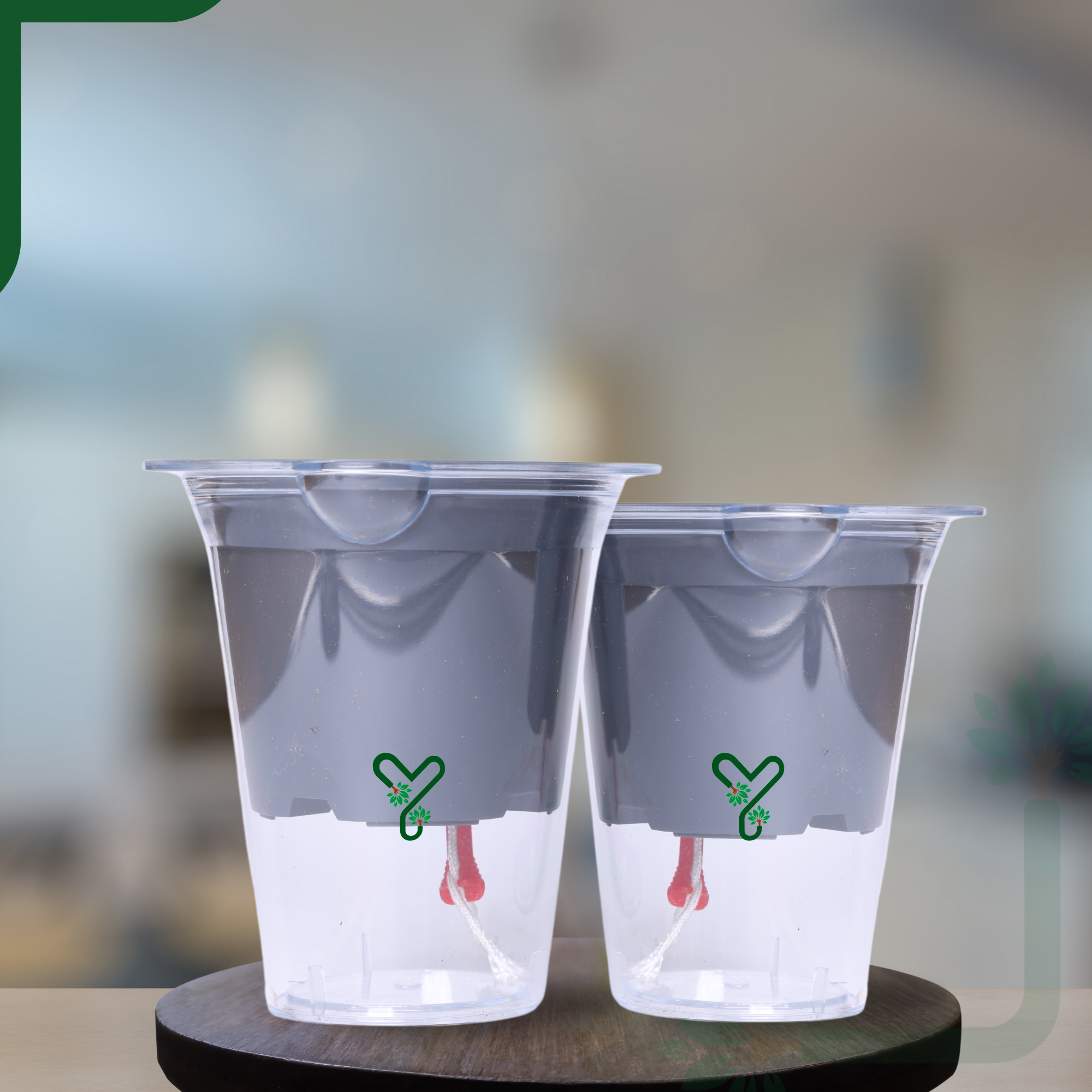 Mascot Self Watering  Glassy 5-Inch Pot | Pack Of 2, Good for Lucky Bamboo_6