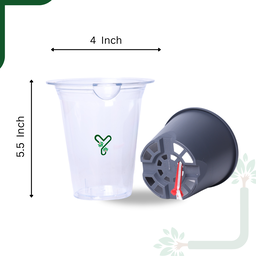 Mascot Self Watering  Glassy 5-Inch Pot | Pack Of 2, Good for Lucky Bamboo