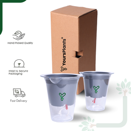 Mascot Self Watering  Glassy 5-Inch Pot | Pack Of 2, Good for Lucky Bamboo