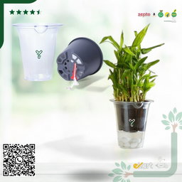 Mascot Self Watering  Glassy 5-Inch Pot | Pack Of 2, Good for Lucky Bamboo