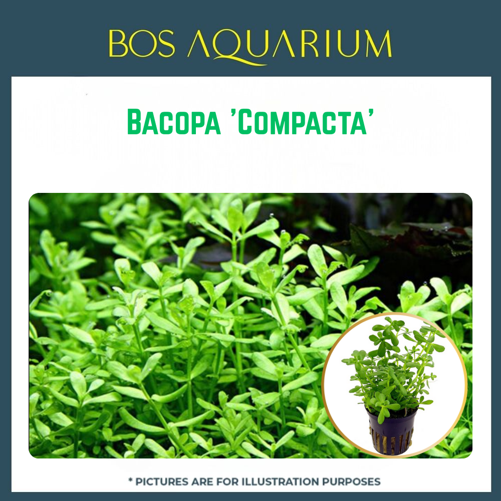 PLANT - Bacopa 'Compacta'_0