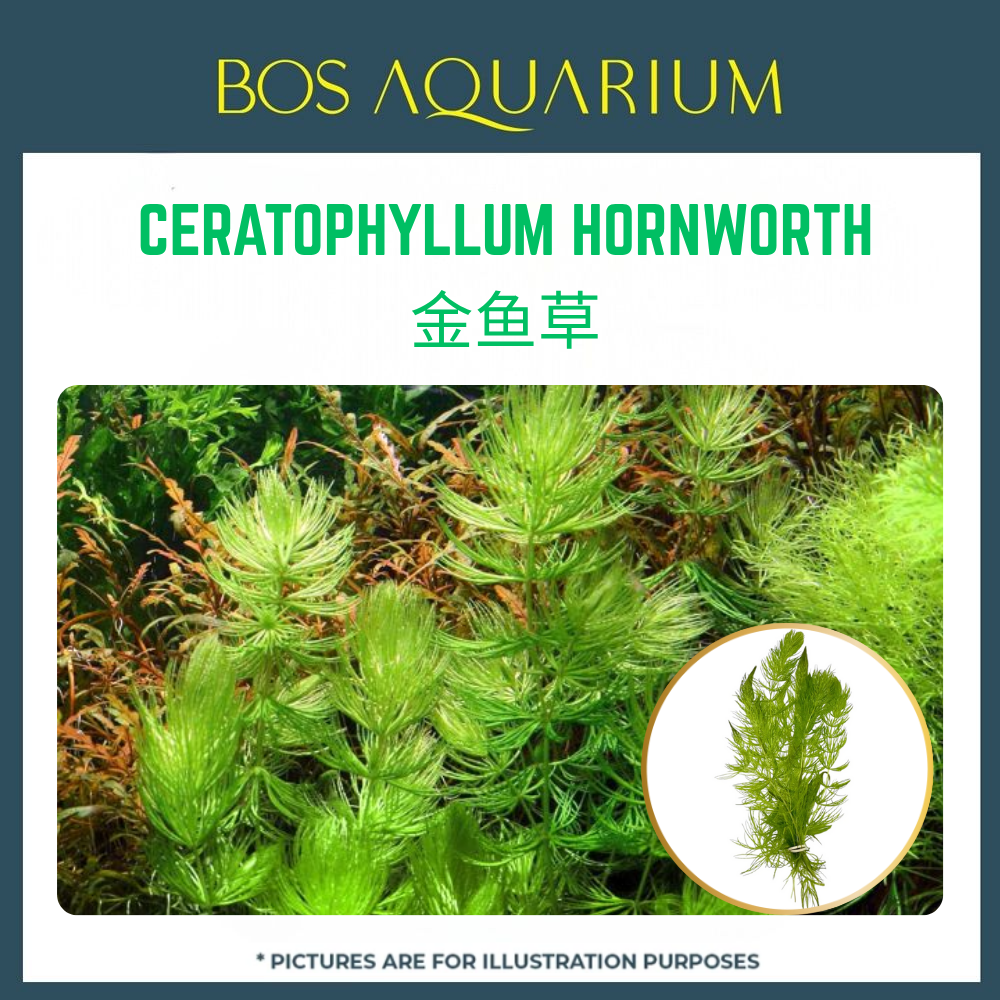 PLANT - CERATOPHYLLUM HORNWORTH_0