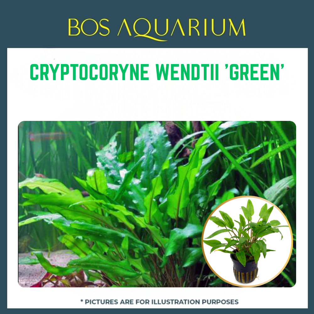 PLANT - CRYPTOCORYNE WENDTII 'GREEN'_0