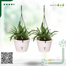 Hanging Self Watering Pot, 8inch, Vertical Hook & 12.5'' Chain | Pack of 2 | Ivory