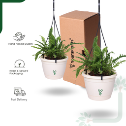 Hanging Self Watering Pot, 8inch, Vertical Hook & 12.5'' Chain | Pack of 2 | Ivory