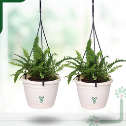 Hanging Self Watering Pot, 8inch, Vertical Hook & 12.5'' Chain | Pack of 2 | Ivory