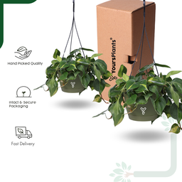 Hanging Self Watering Pot, 8inch, Vertical Hook & 12.5'' Chain | Pack of 2 | Olive 