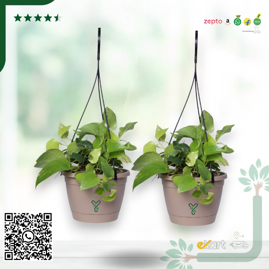 Hanging Self Watering Pot, 8inch, Vertical Hook & 12.5'' Chain | Pack of 2 | Rock Brown