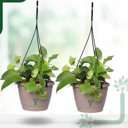Hanging Self Watering Pot, 8inch, Vertical Hook & 12.5'' Chain | Pack of 2 | Rock Brown 