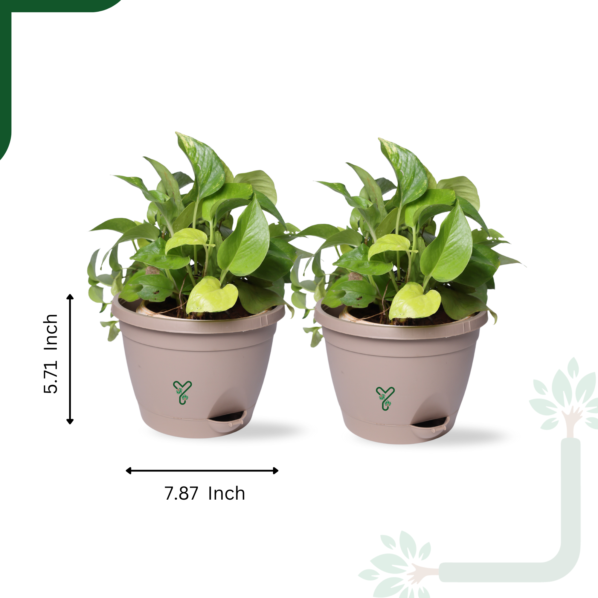 Hanging Self Watering Pot, 8inch, Vertical Hook & 12.5'' Chain | Pack of 2 | Rock Brown _1