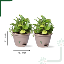 Hanging Self Watering Pot, 8inch, Vertical Hook & 12.5'' Chain | Pack of 2 | Rock Brown 