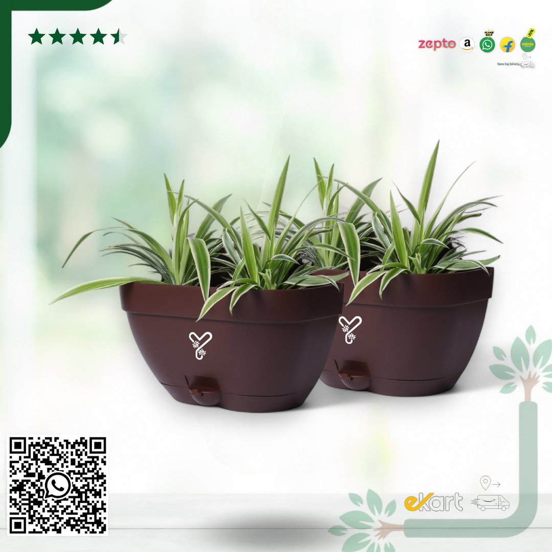 Vertical Garden Wall Mounted Self Watering Pot with Hook | Pack of 2 | Coffee