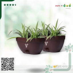 Vertical Garden Wall Mounted Self Watering Pot with Hook | Pack of 2 | Coffee