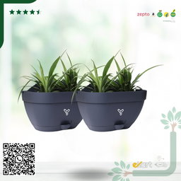 Vertical Garden Wall Mounted Self Watering Pot with Hook | Pack of 2 | Grey