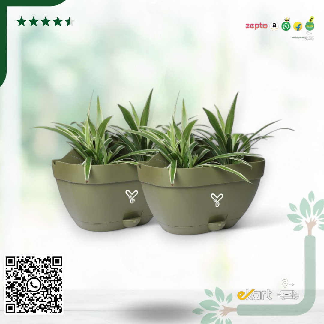 Olive Vertical Garden Wall Mounted Self Watering Pot with Hook | Pack of 2