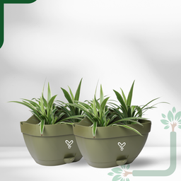 Olive Vertical Garden Wall Mounted Self Watering Pot with Hook | Pack of 2