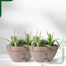 Vertical Garden Wall Mounted Self Watering Pot with Hook | Pack of 2 | Rock Brown 