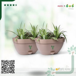 Vertical Garden Wall Mounted Self Watering Pot with Hook | Pack of 2 | Rock Brown 