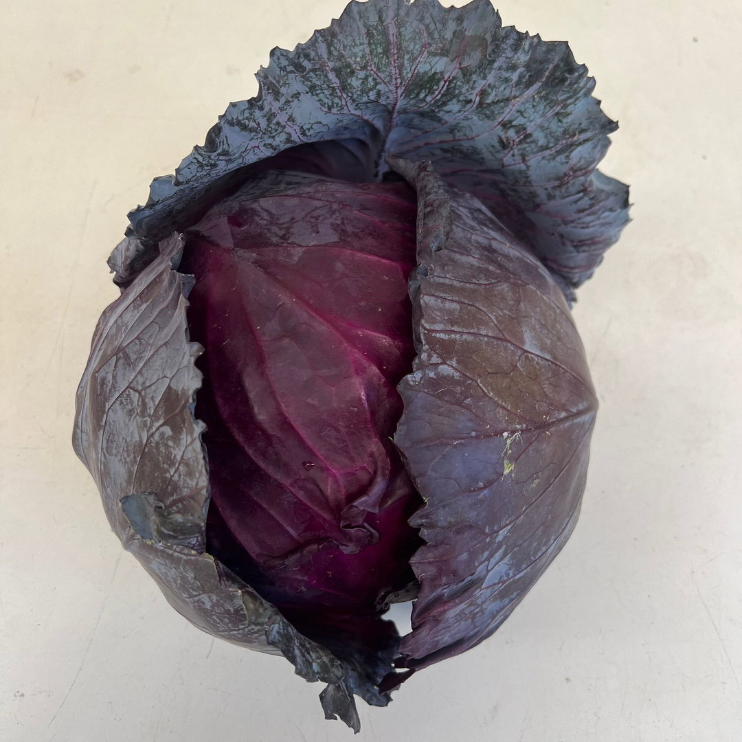 Baby purple cabbage - organic