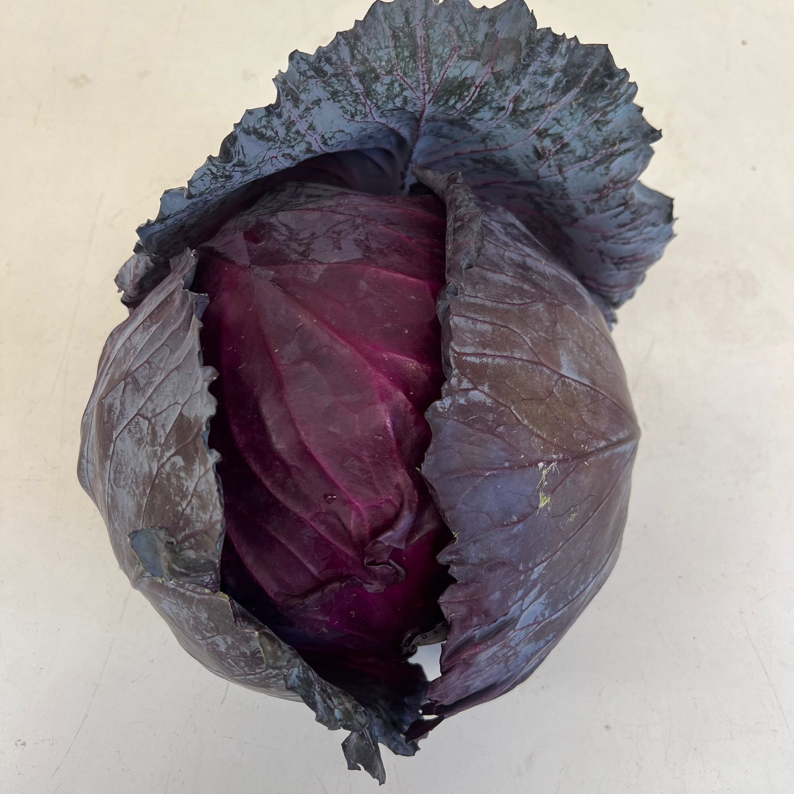 Baby purple cabbage - organic_0