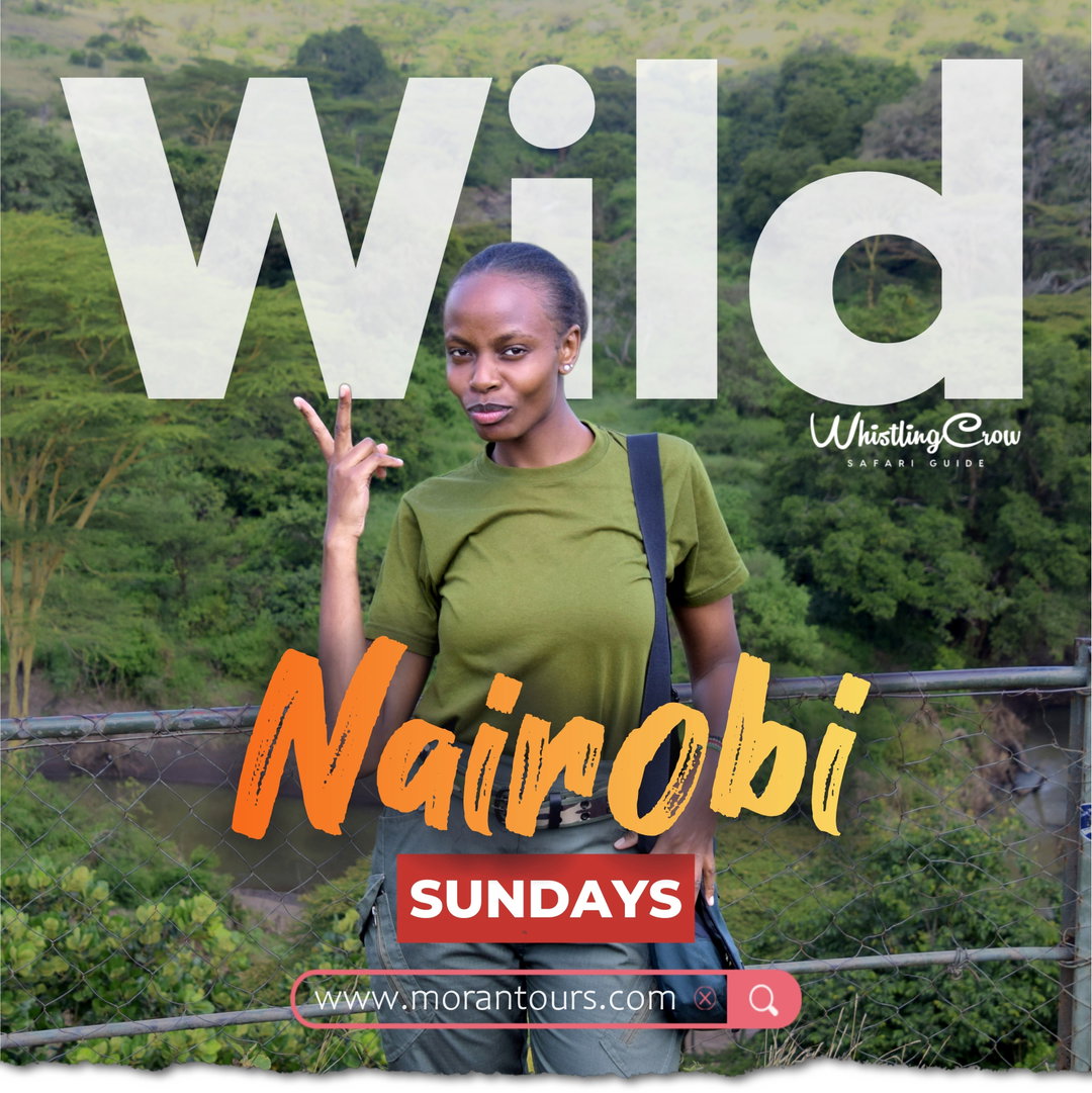 Nairobi Park🌿 + Giraffe Centre🦒[NR]