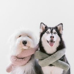 Lambwolf Mauve O Nou
