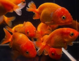 Ranchu Gold Fish