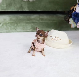 Teacup Puppies