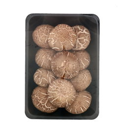 Fresh Shiitake Mushroom 香菇