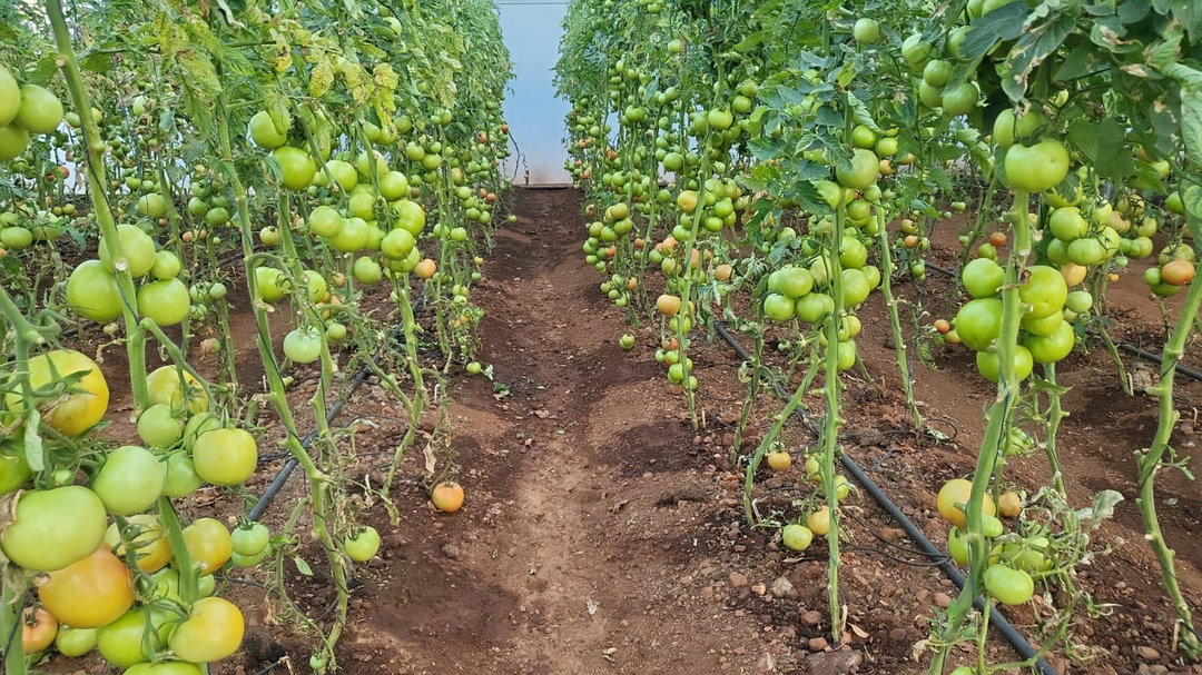 Tomatoes 1kg
