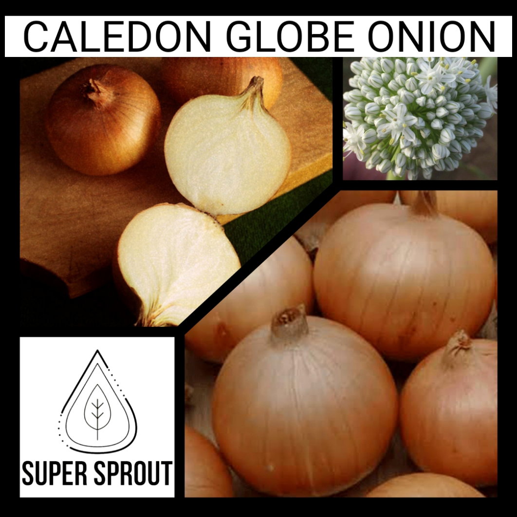 CALEDON GLOBE ONION x 50+ seeds _1
