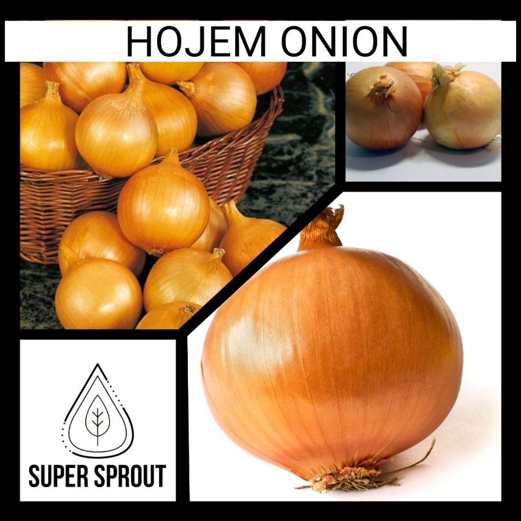 HOJEM ONION  x 50+ seeds_1