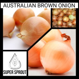 AUSTRALIAN BROWN ONION x 50+ seeds