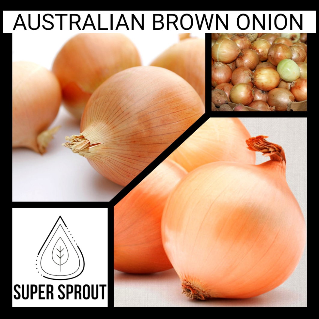 AUSTRALIAN BROWN ONION x 50+ seeds_1