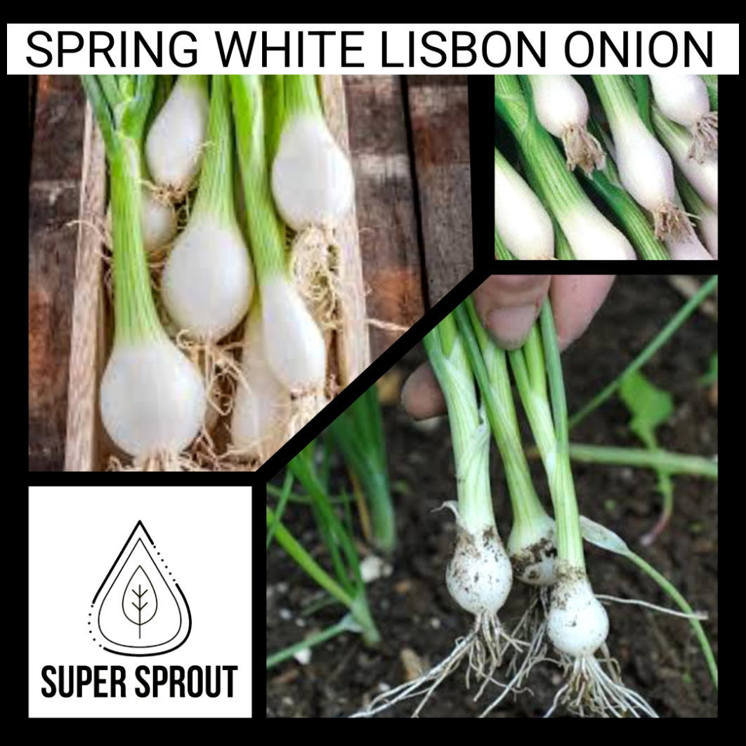 SPRING WHITE LISBON ONION x 50 seeds_1