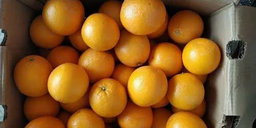 Orange imported /kg