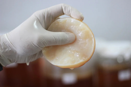 Scoby (Bibit Kombucha) Premium + Starter