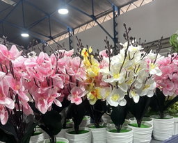 🌸 Orchidées Déco