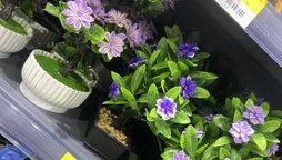🌿 Mini Arbuste Fleuri – Couleurs Douces & Élégance Naturelle 🌸
