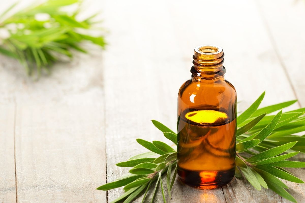 Aceite esencial de Tea Tree (Arbol de te)_1