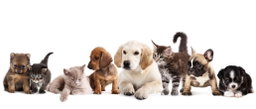 PETS MARKET