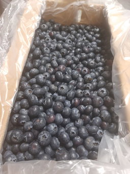2 kg Blueberry box- organic