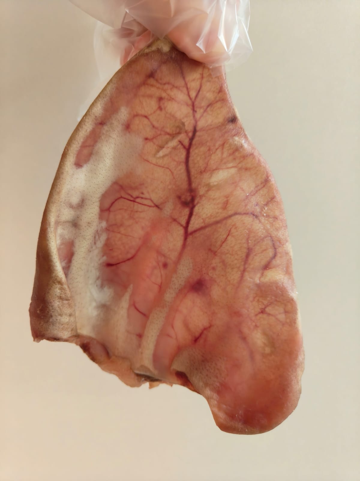  Dehydrated Porky Ear Treats and Chew (Whole)_0