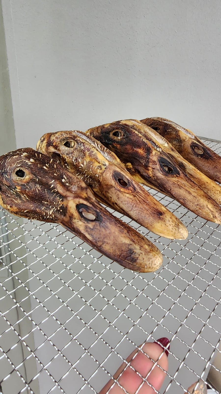 Dehydrated Duck Head_0