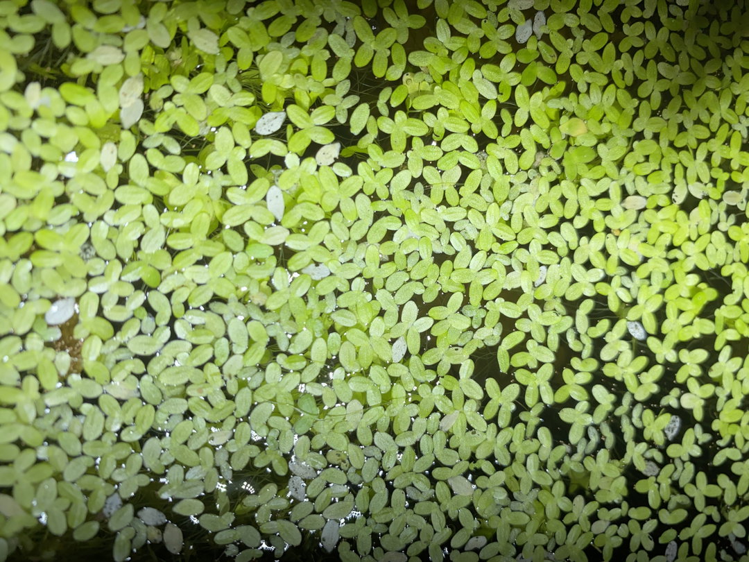 Duck Weed