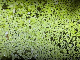 Duck Weed