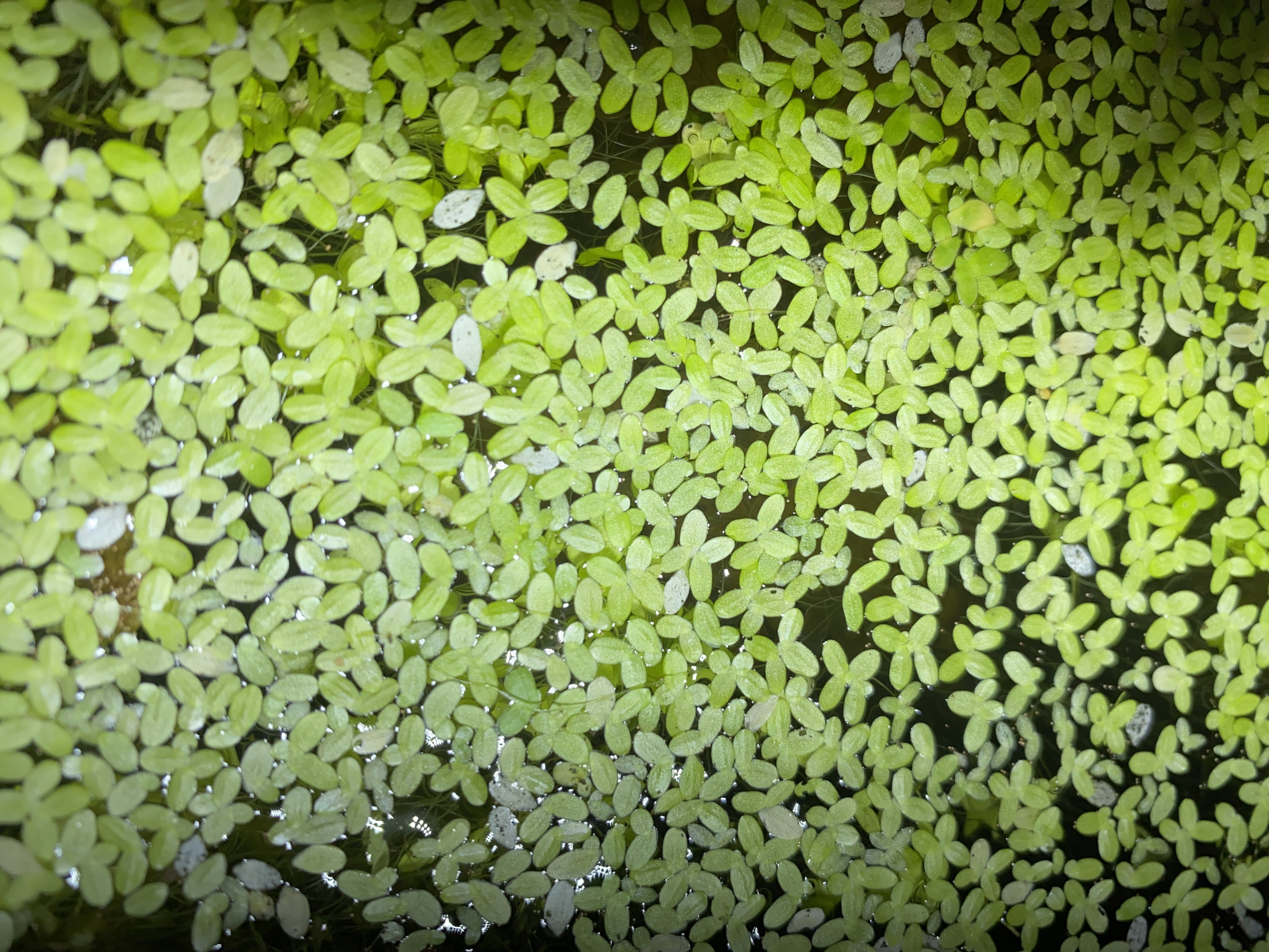 Duck Weed