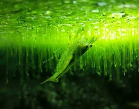 Duck Weed_1